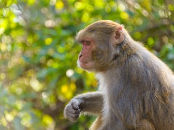 Jharkhand: 32 wild monkeys drown in irrigation well