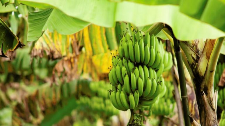 Jamkhed bananas directly to Iran Taruna’s maximum, earned millions from banana farming