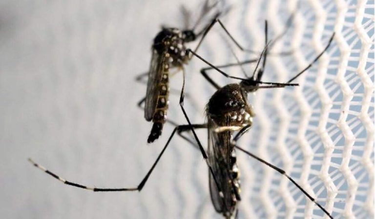 Argentina reports over 527,000 dengue cases, 3.2 times last year’s total-Read