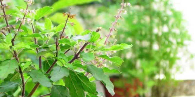 Do these remedies related to Tulsi in the month of Shravan, you will get these auspicious results