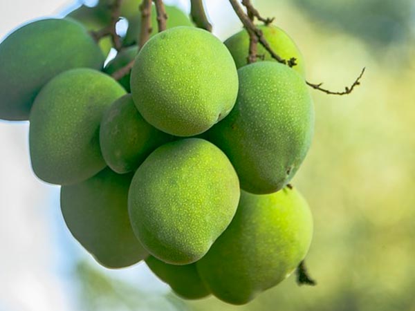 Eating raw mango in summer season eradicates these 3 diseases from the root