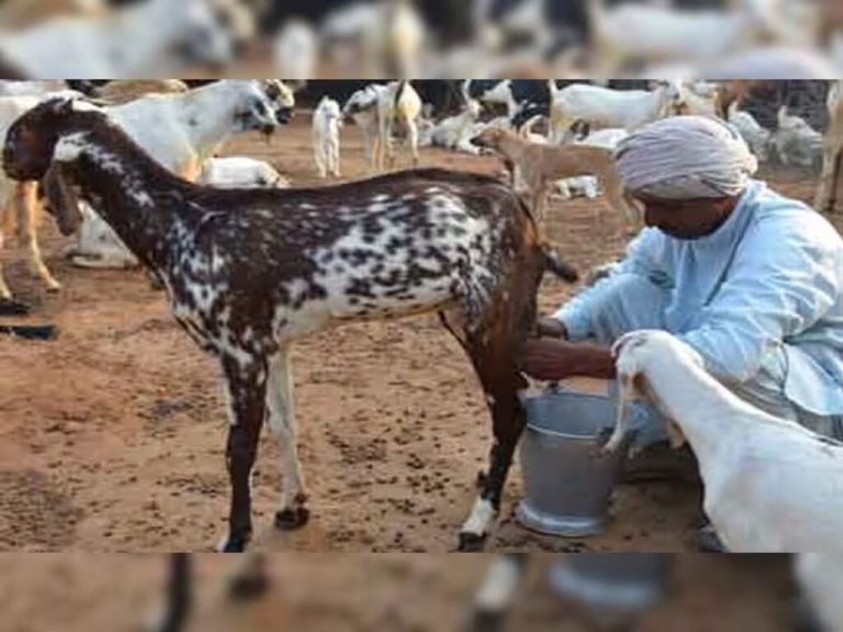 Goat milk is beneficial for dengue patients, know about the benefits of drinking goat milk – ..