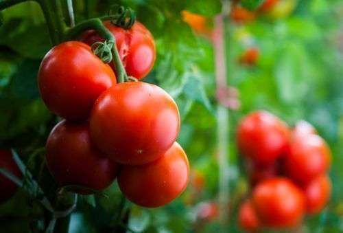 This monsoon, store expensive tomatoes like this…