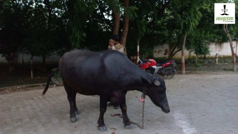 The buffalo became the judge itself! It decided for its owner, people kept watching