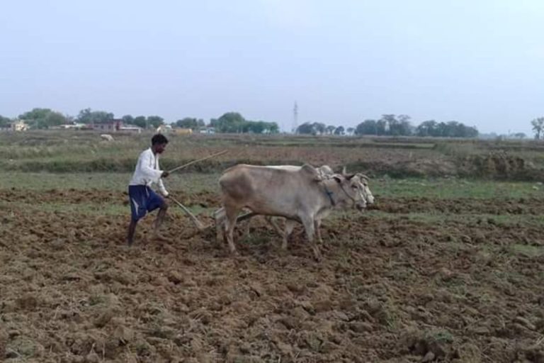 Jharkhand Weather: Despite failure of monsoon in Seraikela, only 12 per cent farmers planted seeds.