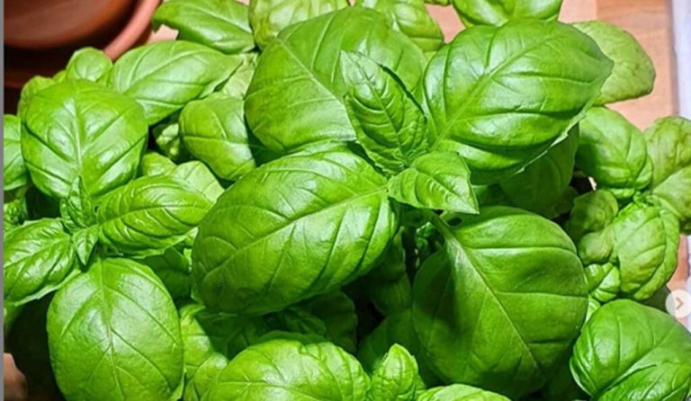 Eat basil leaves every morning on an empty stomach and stay away from diseases