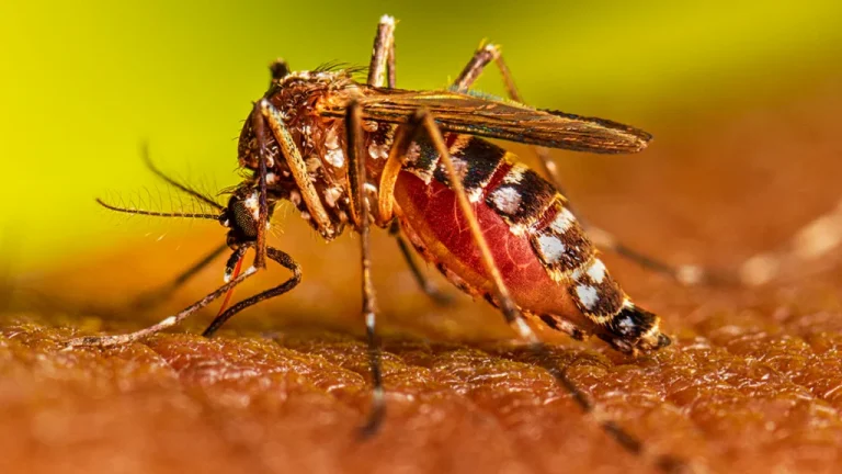 Alert on dengue and chikungunya in Jharkhand, instructions to identify patients by going door to door