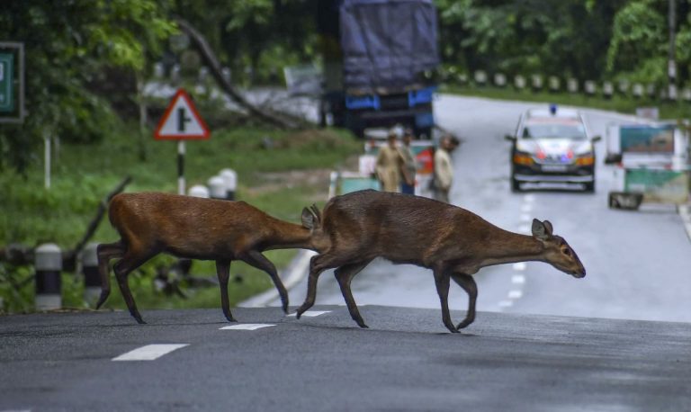 In Assam, there is chaos everywhere due to floods and 125 wild animals have died so far