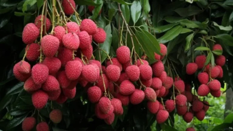 Not only Bihar, but UP's litchi will be available in the market