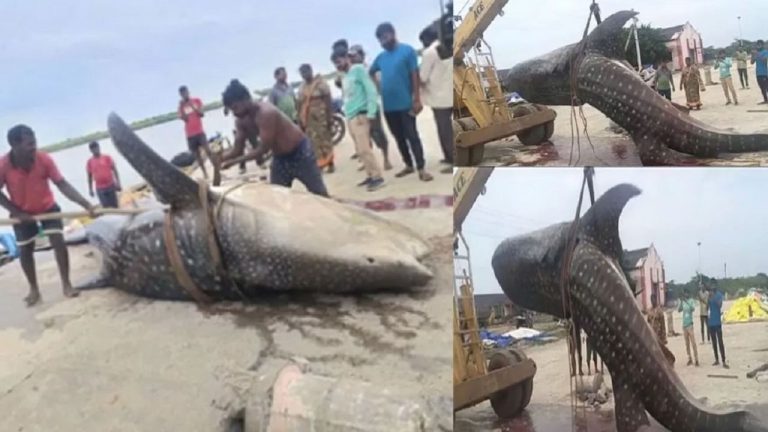 The fisherman threw his net, caught a 1500 kg 'Baahubali' fish… this is how luck unfolded.