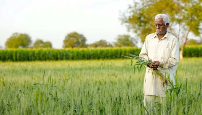 Punjab News : Basmati Exporters Fear Losing Middle East Market to Pakistan Amid High Export Prices