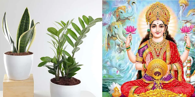 Planting these 4 plants at home will bring you happiness and prosperity, all the pain and suffering will be relieved, according to Vastu it is very lucky