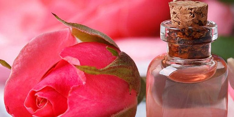 Rose water which is beneficial for your skin – LIVE HINDI KHABAR