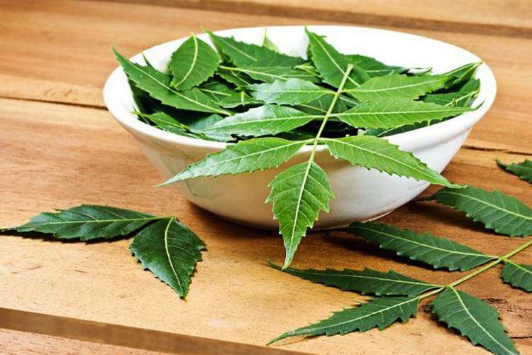 Use neem leaves in summer and eliminate these 3 diseases from the root