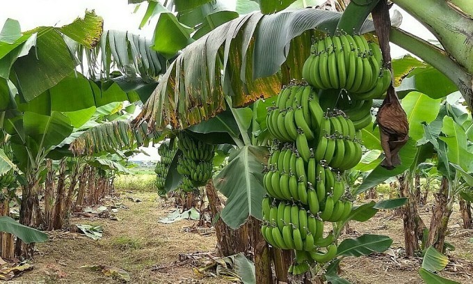 As temperatures rise, South Korean farmers experiment with tropical bananas