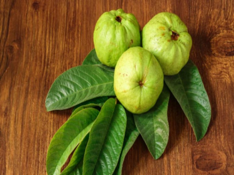 Guava leaves are beneficial from diabetes to weight loss, know the benefits