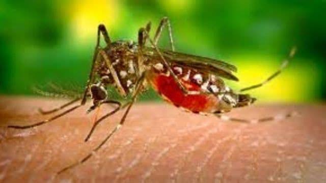 Be careful, dengue cases are increasing in the country, Health Secretary held a high level meeting, said this shocking thing…