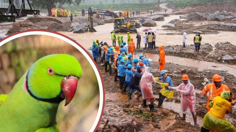 Kerala: Before disaster, pet parrot gave owner strange signals…many lives saved