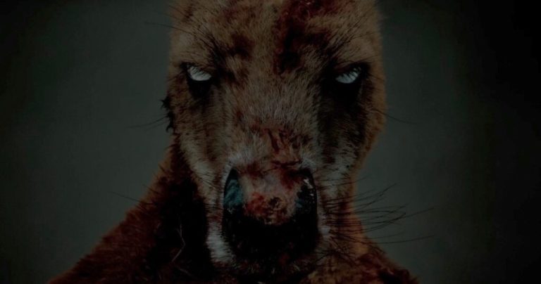 Exclusive Rippy Trailer Previews Zombie Kangaroo Horror Movie