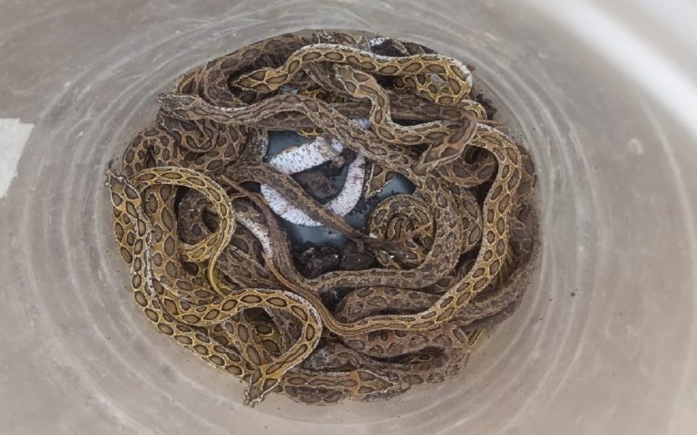 PHOTOS: Hundreds of Russell's rattlesnakes howl in Bhagalpur, Asia's most dangerous snake hides in homes.