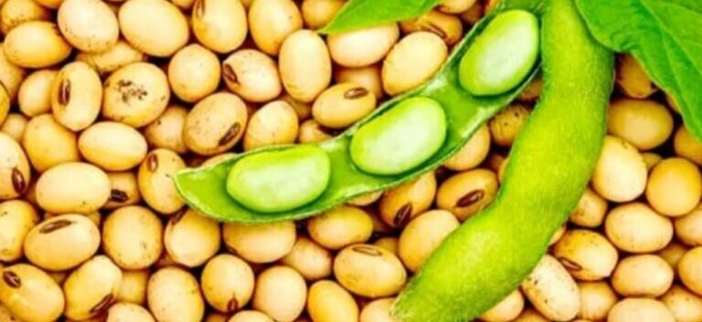 These 5 varieties of soybean will make farmers rich, see its complete information