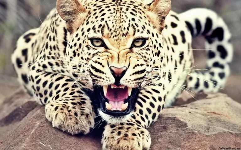 Leopard Attack in Udaipur: Woman Killed, Highway Blocked