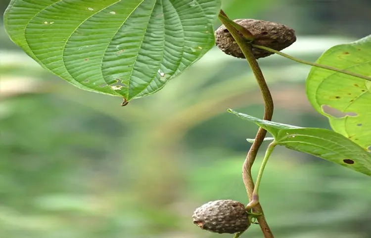 What are these ‘air potatoes’? These potatoes grow in the air, not in the ground…  | News India – ..