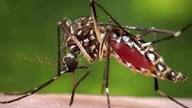 Now dengue is out of control in MP, there will be more danger in the next 45 days, situation in Indore, Gwalior, Rewa is worrying, know the whole matter from here…