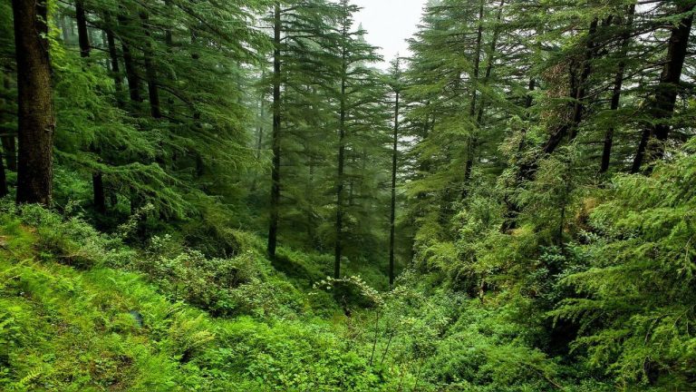 111 city forests approved in first 100 days by central government, do you know what this scheme is?