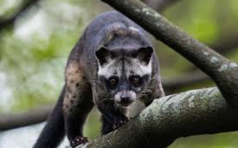 Muzaffarpur News: Palm civet, a unique species caught in Mukhsudpur, is used in perfumery.