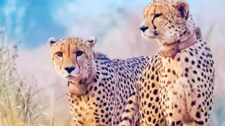 Two cheetah cubs die in Kuno, forest department team is investigating