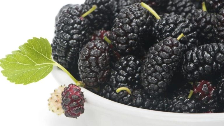 This fruit without seeds and peel is a great gift for health: Benefits of Mulberry